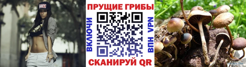 купить   Новотроицк  Псилоцибиновые грибы Psilocybine cubensis 